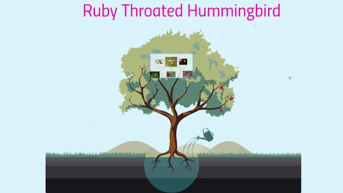 Ruby Throated Hummingbird by Emily VM on Prezi Next