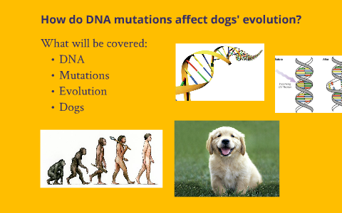 miacis evolution of the dog