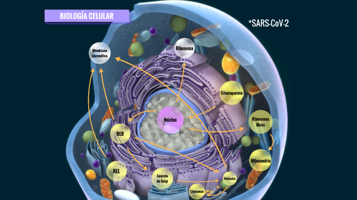 Mapa conceptual orgánulos celulares by colin on Prezi