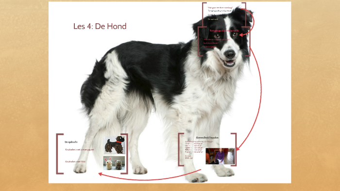 Les 4: De Hond by Mariska Zuidema on Prezi