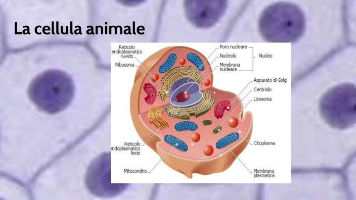 ruvido nella cellula animale