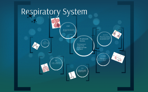 Respiratory System by on Prezi