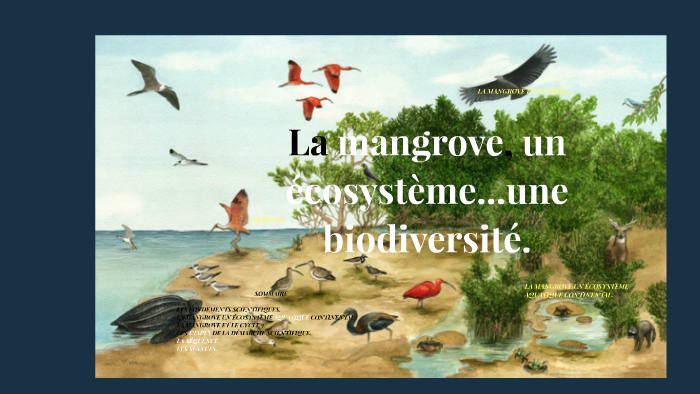 La mangrove, un écosystème...une biodiversité. by christine tian-sio-po ...