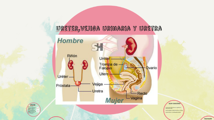 uréter próstata vejiga plexo