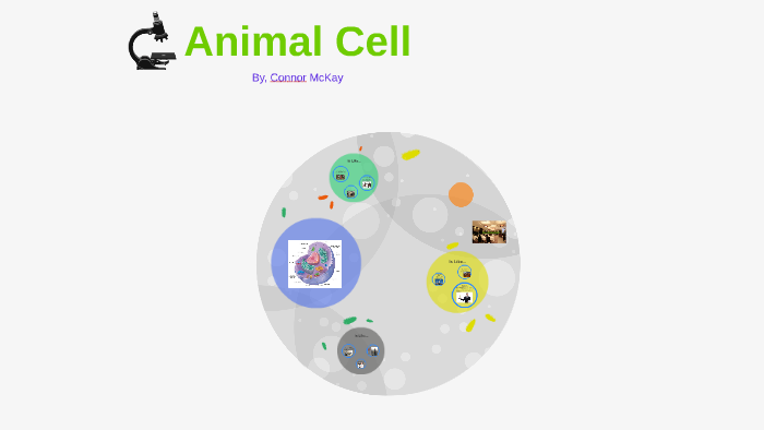 Animal Cell by connor mckay on Prezi