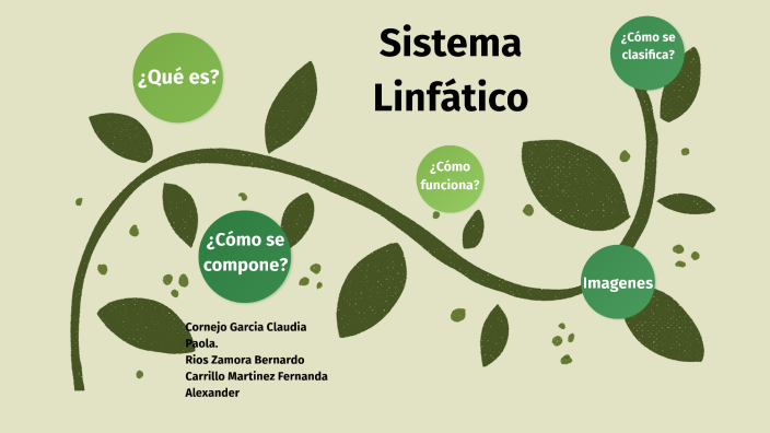 Sistema Linfatico By Paola Cg On Prezi