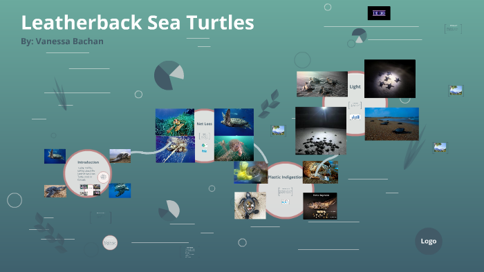 Leatherback Sea Turtles by on Prezi