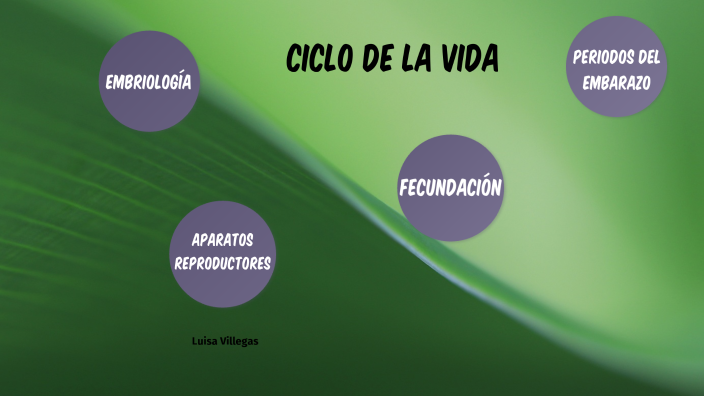 Ciclo de la Vida by Luisa Villegas