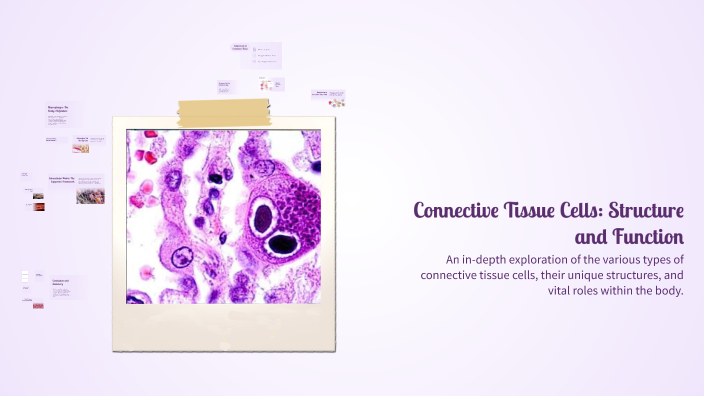Connective Tissue Cells: Structure and Function by Abd.elhamid Aslan on ...