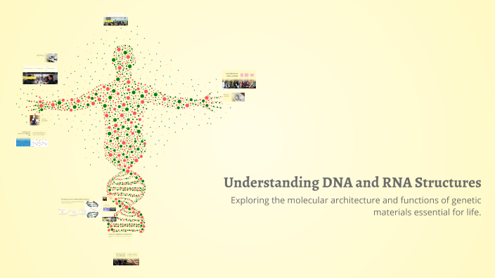 Understanding DNA and RNA Structures by AR-RAFIE MOHAMMAD on Prezi