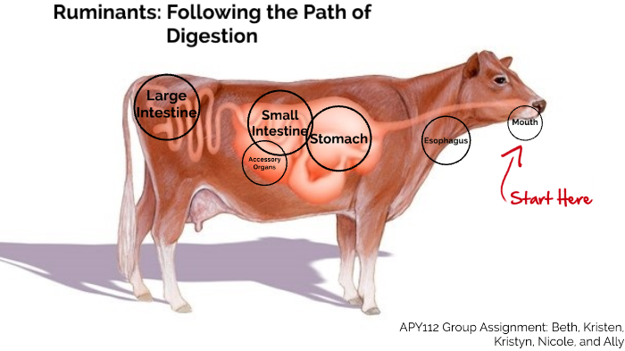 Ruminant Digestive System Explained by Beth Clark on Prezi