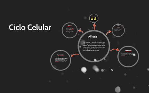 Ciclo Celular by Caro Sanchez on Prezi