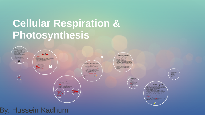 Cellular Respiration & Photosynthesis by Hussein Kadhum on Prezi