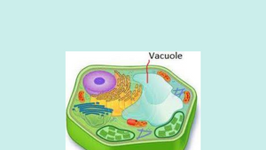 Vacuole Poster by Kiley Hunziker on Prezi Design