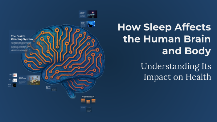 How Sleep Affects the Human Brain and Body by Razaan Almasri on Prezi