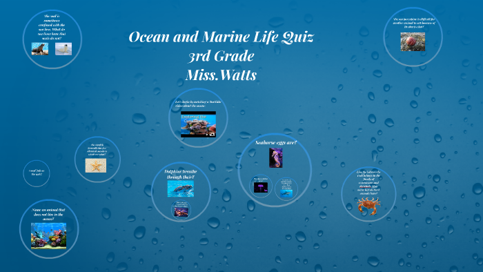 Ocean and Marine Life by Hannah Watts on Prezi