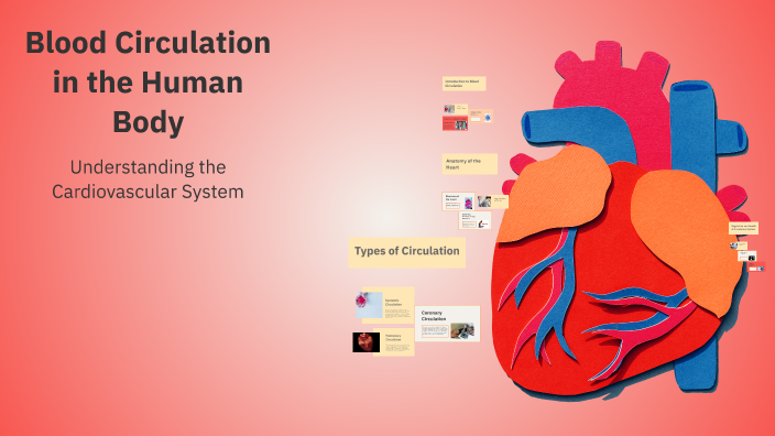 Blood Circulation in the Human Body by Swapna Akter on Prezi
