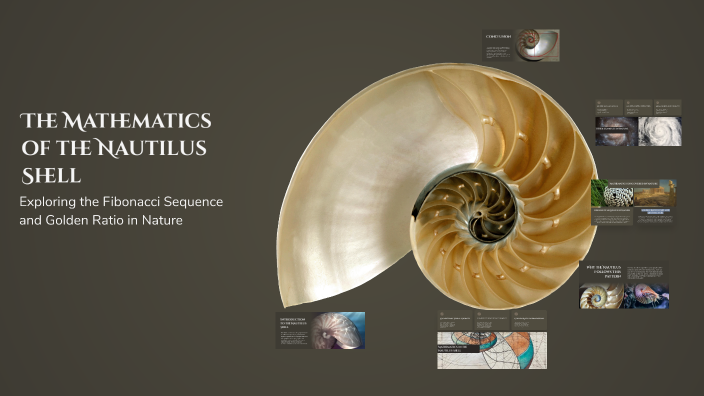 The Mathematics of the Nautilus Shell by Sahil Patel on Prezi