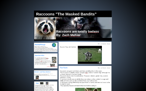 Raccoons "The Masked Bandits" by Zach Mehler on Prezi