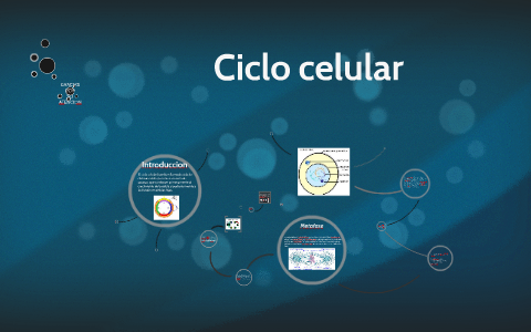 Ciclo celular by Rosa IMG on Prezi