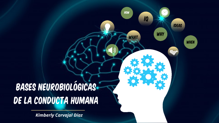 BASES NEUROBIOLÓGICAS DE LA CONDUCTA HUMANA By Kimberly Díaz On Prezi