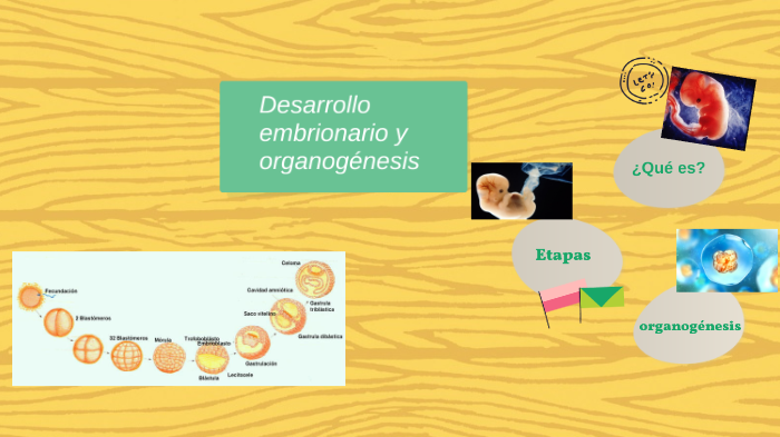 Desarrollo Embrionario Y Organogénesis By Harim Gutierrez On Prezi