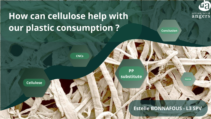 Cellulose By E B.B On Prezi