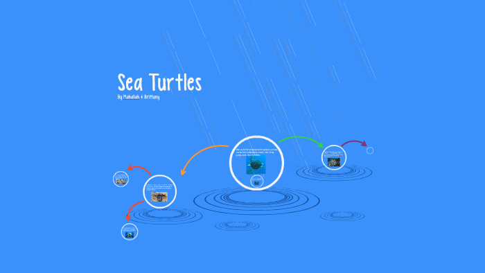 Sea Turtles by mahaliah davis on Prezi