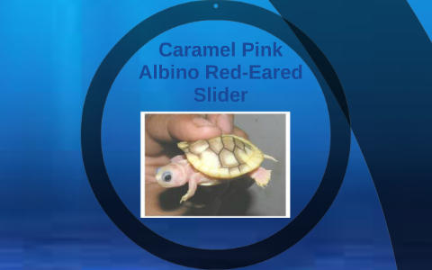Caramel Pink Albino Red-Eared Slider by Kalyssa Most on Prezi