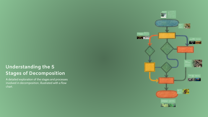 Understanding the 5 Stages of Decomposition by Isabella Henry on Prezi
