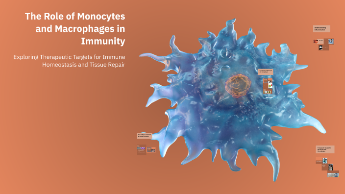 The Role of Monocytes and Macrophages in Immunity by damilola Lawore on ...