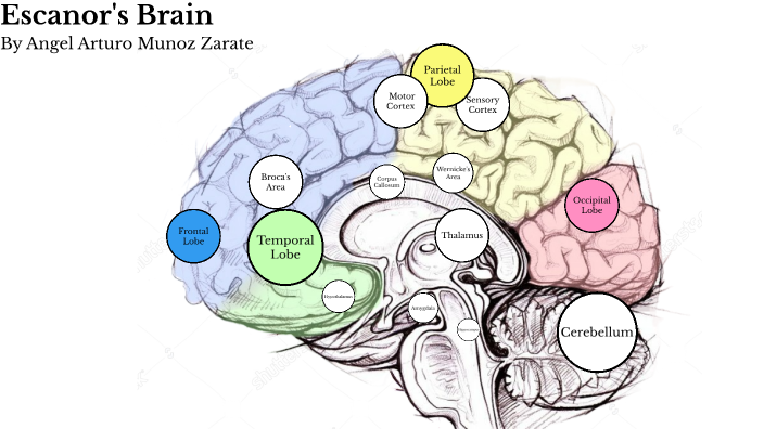 AP Psychology Celebrity Brain Project (ESCANOR) by ANGEL MUNOZ-ZARATE