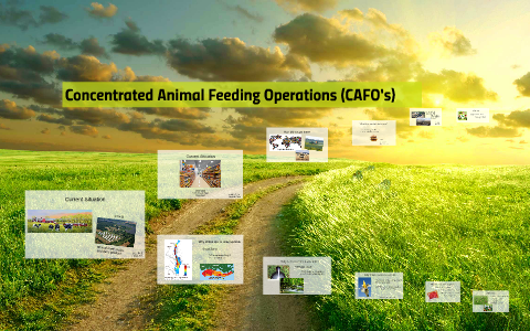 Concentrated Animal Feeding Operations (CAFO's) By Susan Burkett