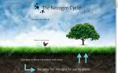 The Nitrogen Cycle by maximo reyes on Prezi