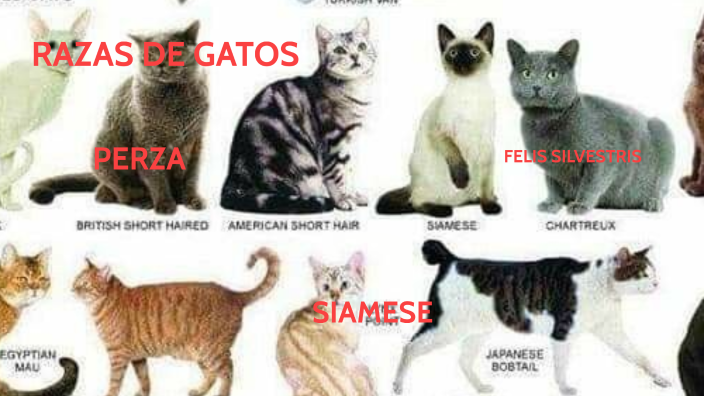 RAZAS DE GATOS by KEVIN YAMIL CHAIRA CARDOZO on Prezi