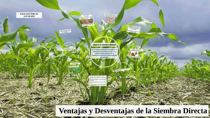 Ventajas Y Desventajas De La Siembra