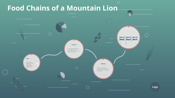 Food Web:Mountain Lion by Natalia Baca