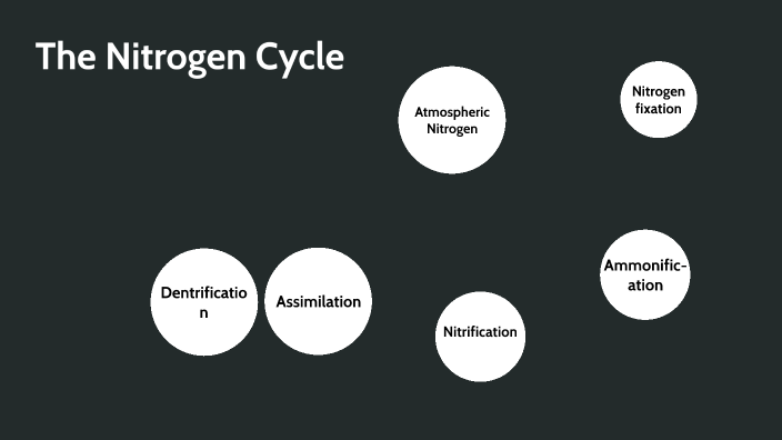 The Nitrogen Cycle by Anthony Valladares on Prezi