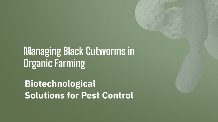 Managing Black Cutworms In Organic Farming By Hannah Viets On Prezi managing-black-cutworms-in-organic-farming-by-hannah-viets-on-prezi