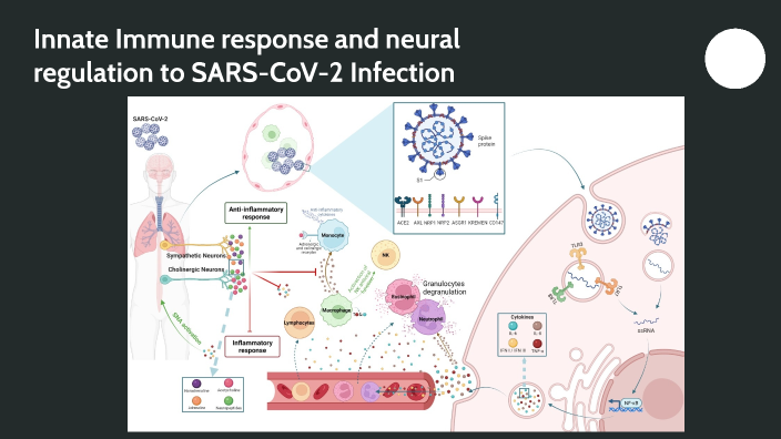 Innate Immune response and neural regulation to SARS-CoV-2 Infection by ...