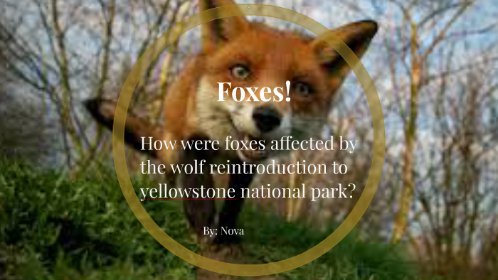 scientific-name-for-fox-is-by-nova-hayes