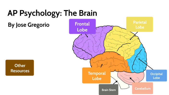 AP Psych The Brain by Jose Roberto Gregorio Najera