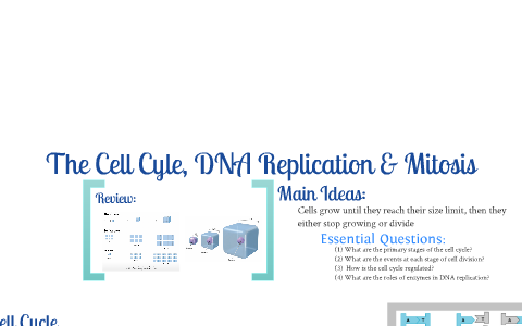 The Cell Cycle, DNA Replication & Mitosis by Ms. Krubski on Prezi