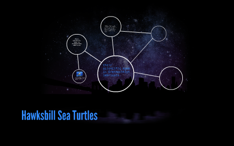 Hawksbill Sea Turtles by rashaun johnson on Prezi