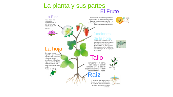 la planta y sus partes by camila maldonado on Prezi