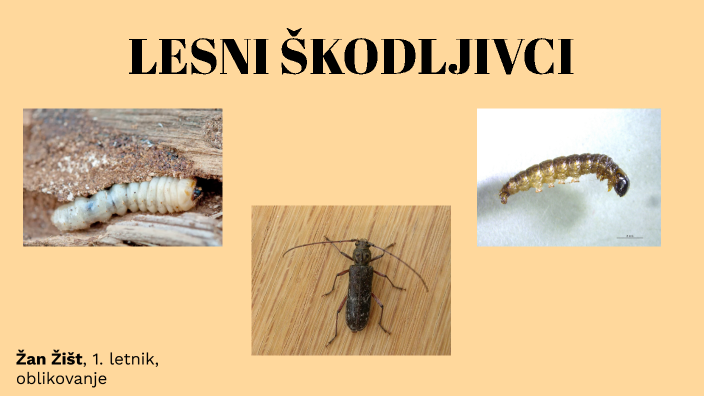 LESNI ŠKODLJIVCI by zan zist on Prezi