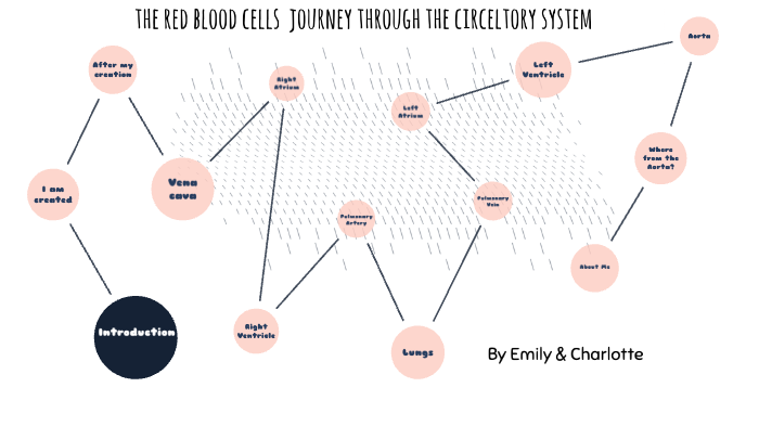 A day in the life- red blood cell by Charlotte Angus on Prezi