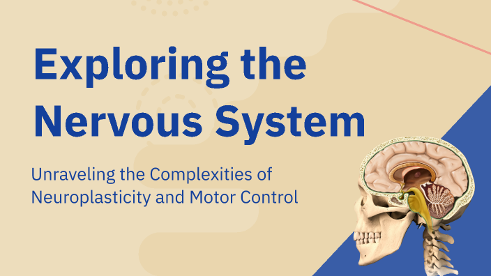 The Nervous System by Renata Vieira on Prezi