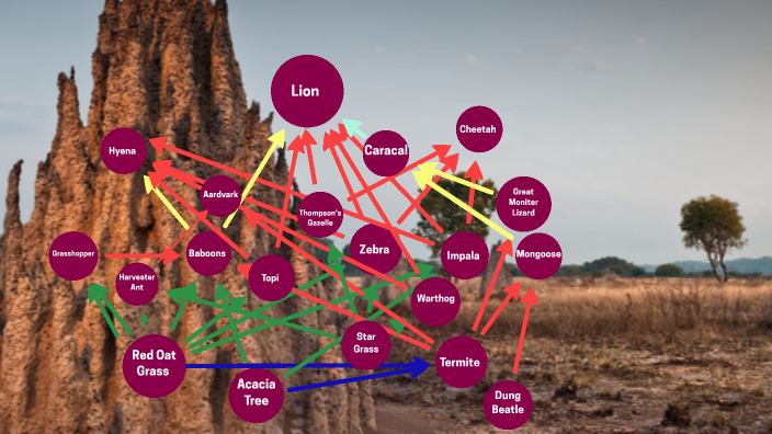 African termite food web by Hank Newcomer on Prezi Biology Diagrams