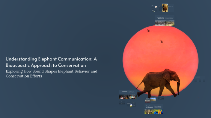 Understanding Elephant Communication: A Bioacoustic Approach to ...